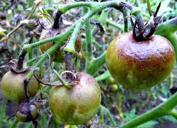 Фитофтора на помидорах - причины появления и методы борьбы