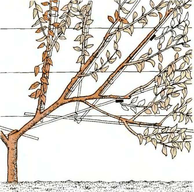 Обрезка деревьев осенью: для начинающих пошагово, когда делают обрезку веток и крон плодовых и кустарников, видео, как правильно, сучкорезами, секаторами, пилой