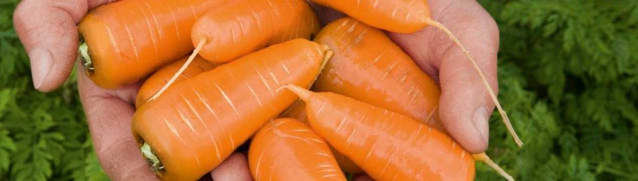 Морковь ред кор: отзывы о голландской селекции, описание сорта и характеристика урожайности гибрида, фото и рекомендации по выращиванию и уходу