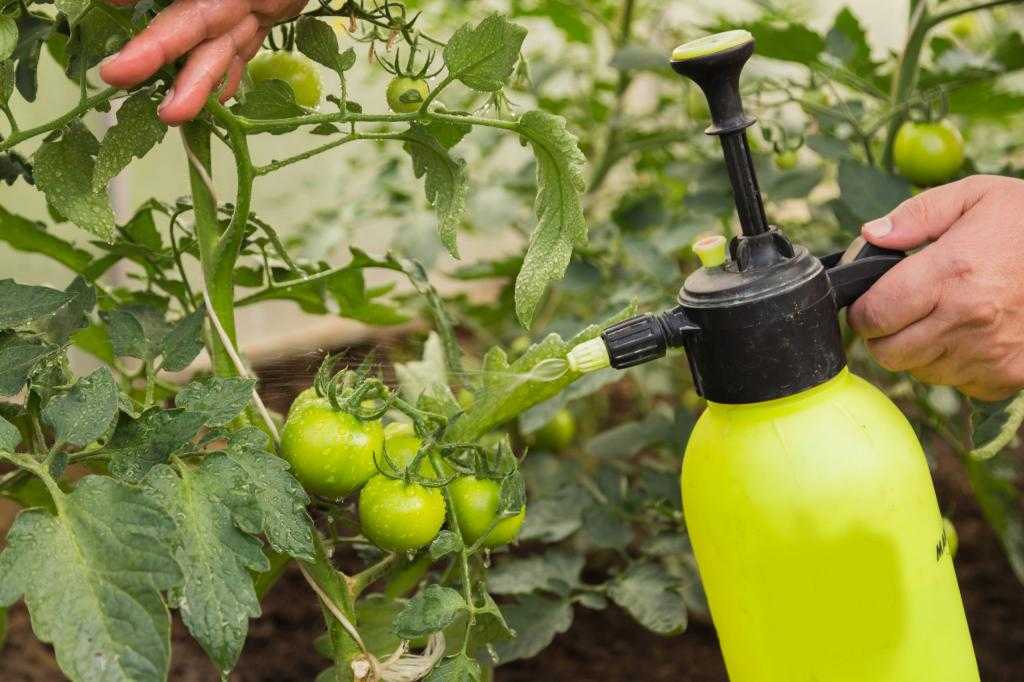 Фитофтора на помидорах [чем обработать, профилактика, устойчивые сорта томатов] | сад и огород