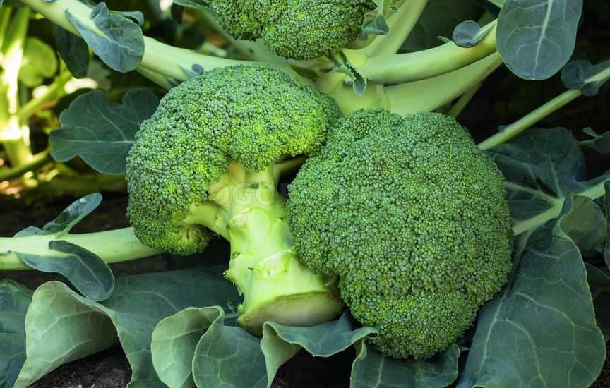 13 лучших сортов капусты брокколи с фото и описанием – антонов сад