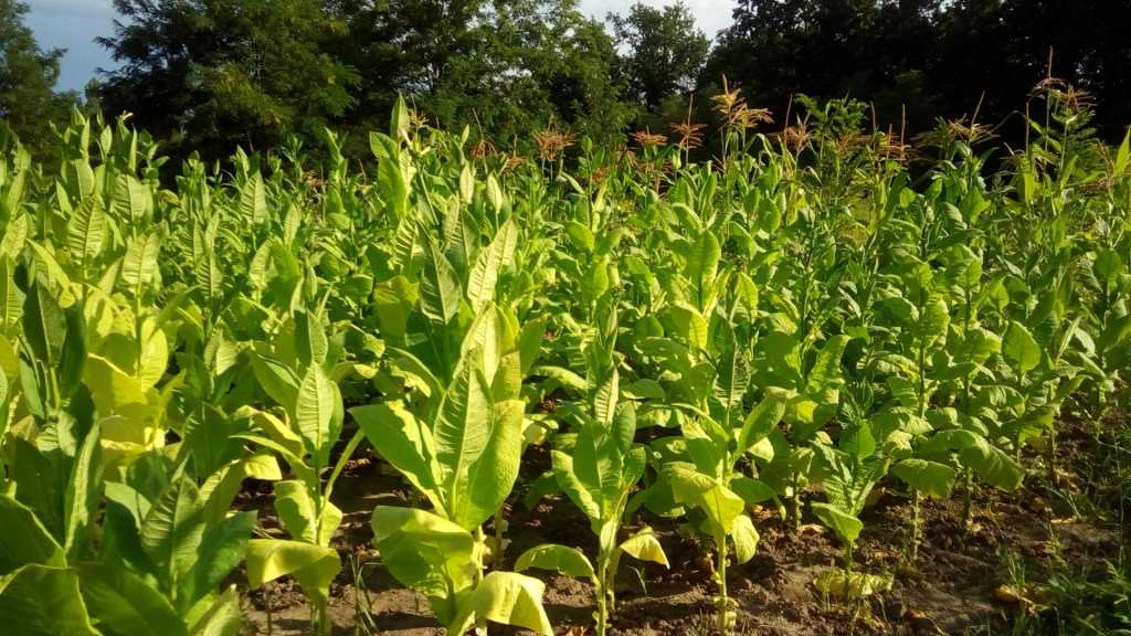 Табак вирджиния 202: выращивание и уход в домашних условиях, сбор и дальнейшая обработка