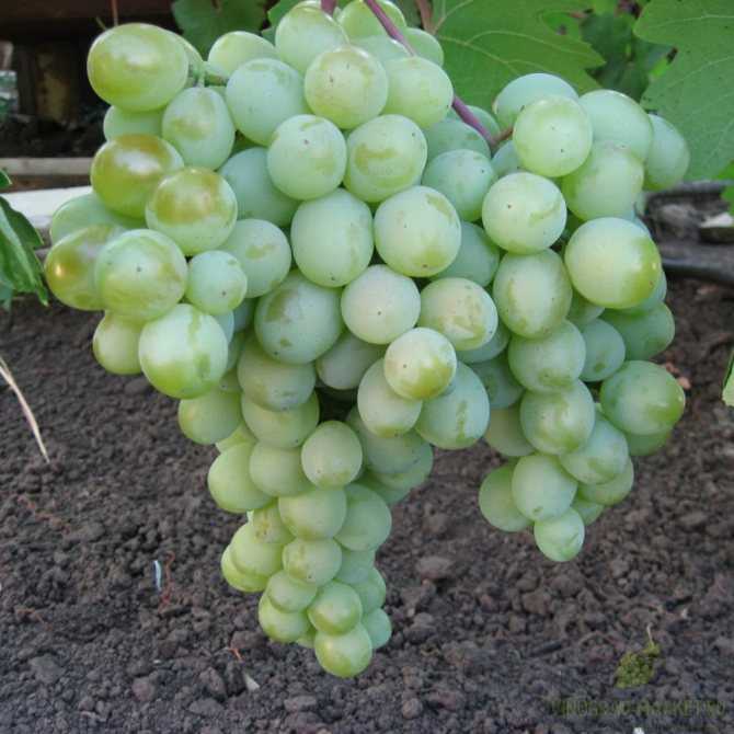 Виноград кеша: фото, описание сорта