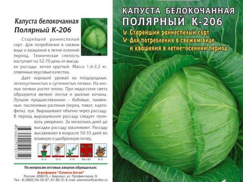 Лучшие сорта капусты белокочанной: их название, описание и фото, отзывы о семенах