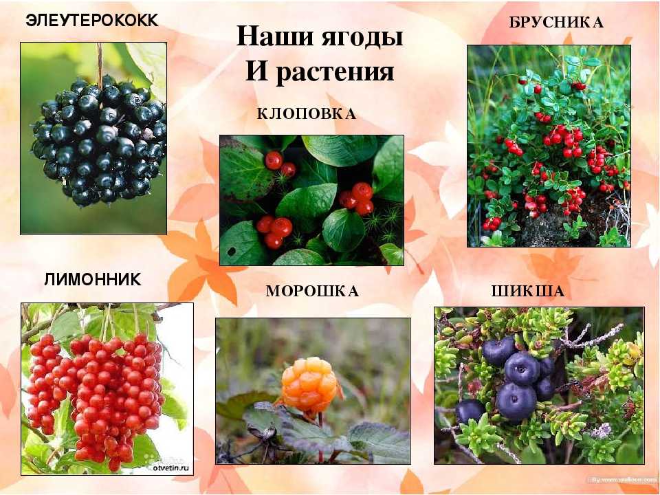 Ооо русская ягода