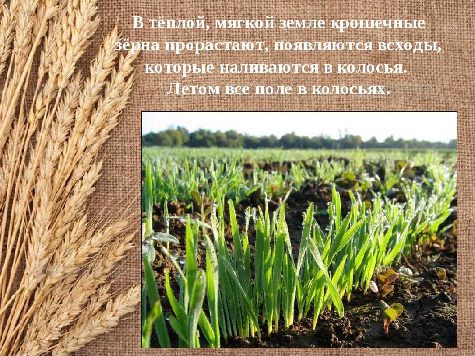 Вырастет колос. Как выращивают пшеницу. Пшеница растет в поле. Всходы пшеницы. Посев пшеницы.
