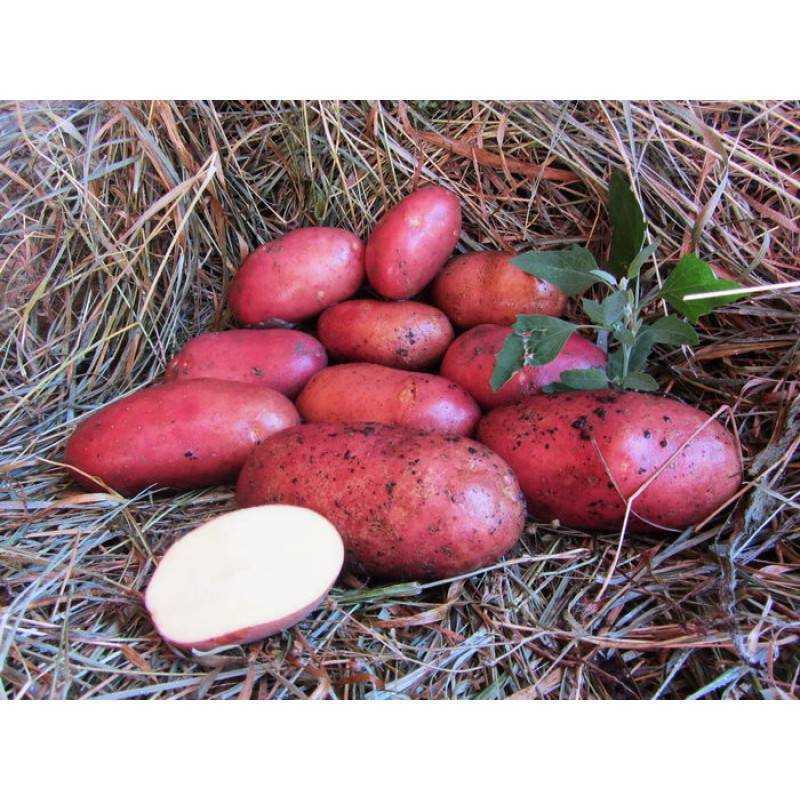 Картофель бельмондо: описание сорта, достоинства, правила выращивания