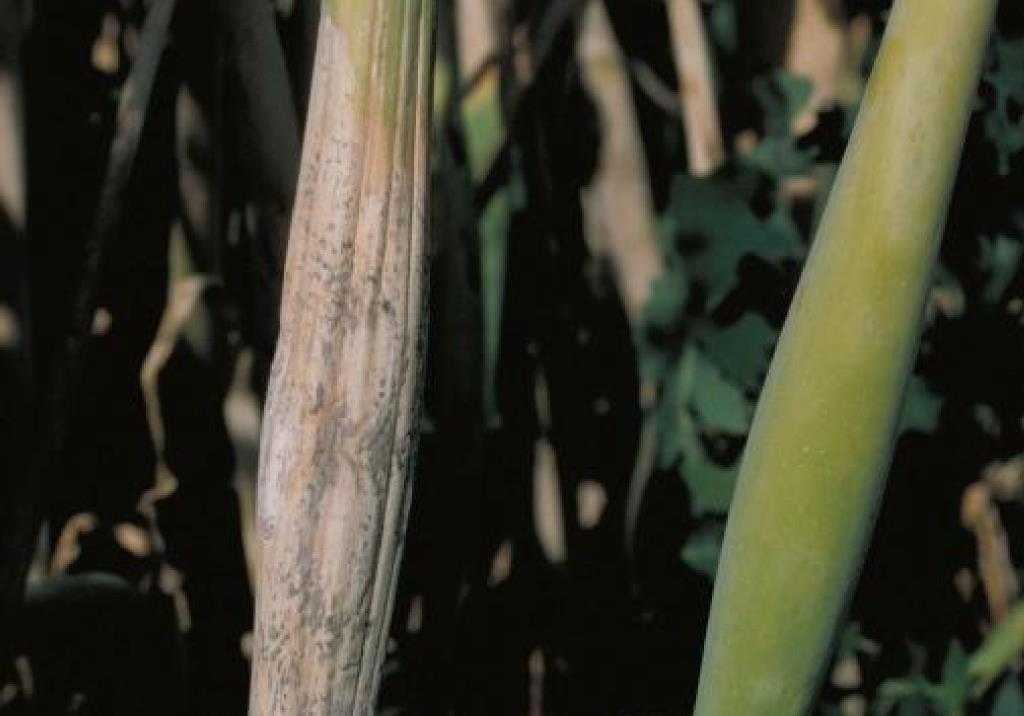 Посадка и уход за зеленым луком, его болезни и их лечение