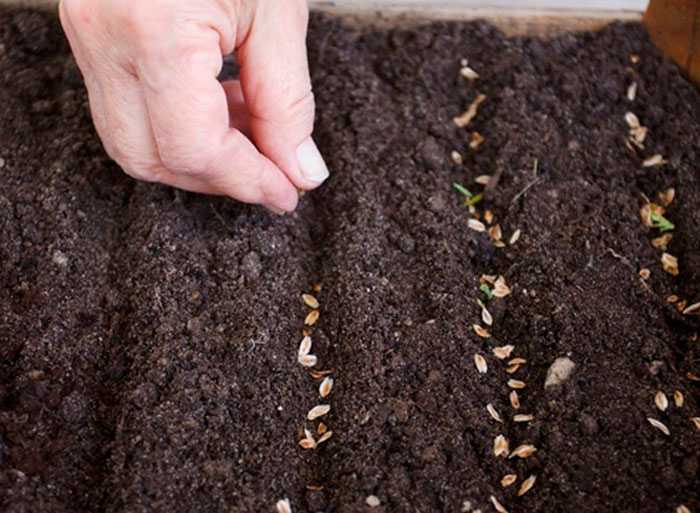 Укроп: как правильно сажать в открытый грунт семенами чтобы быстро взошел — как правильно сажать укроп в открытый грунт семенами — про огород