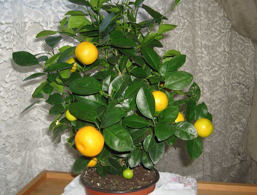 Плоды домашнего лимона