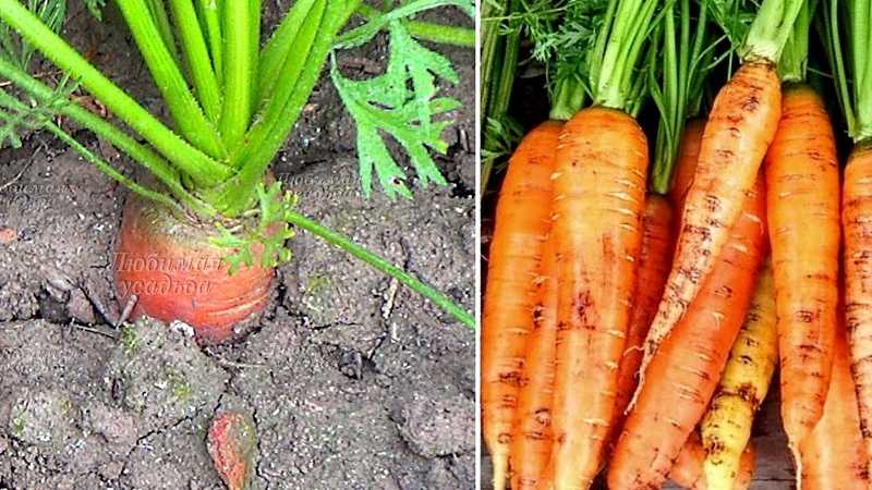 ✅ почему морковь горчит: основные причины горечи моркови, как бороться и что делать - tehnoyug.com
