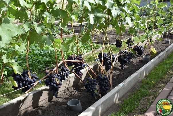 Как вырастить виноград из черенка в домашних условиях