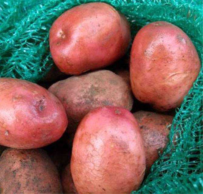 Картофель удача – описание сорта, фото, отзывы