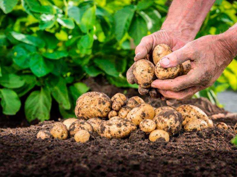 Когда сажать картофель: до какого числа можно – последний срок посадки — когда сажать картофель — про огород