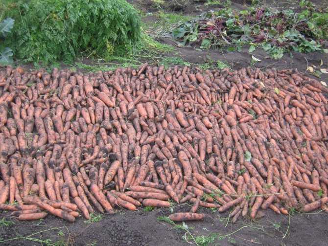 Почему морковь растет кривая и с несколькими отростками на кончике корня? / асиенда.ру