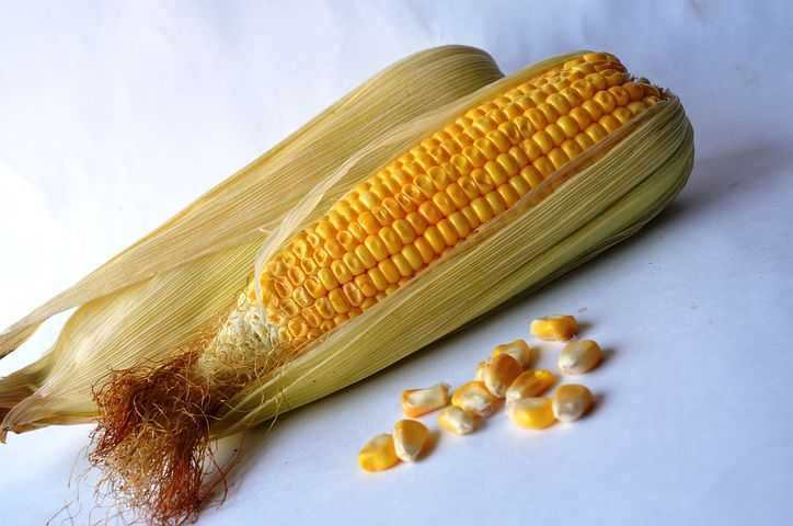 Интересные факты о кормовой кукурузе. что это такое, чем отличается от пищевой, можно ли есть?