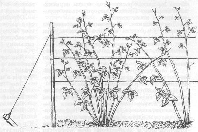 Правила и секреты успешной посадки малины в саду