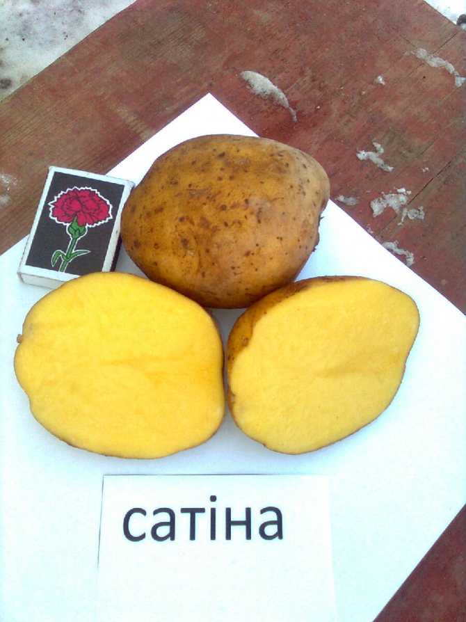 Картофель наташа: характеристика сорта, отзывы, вкусовые качества