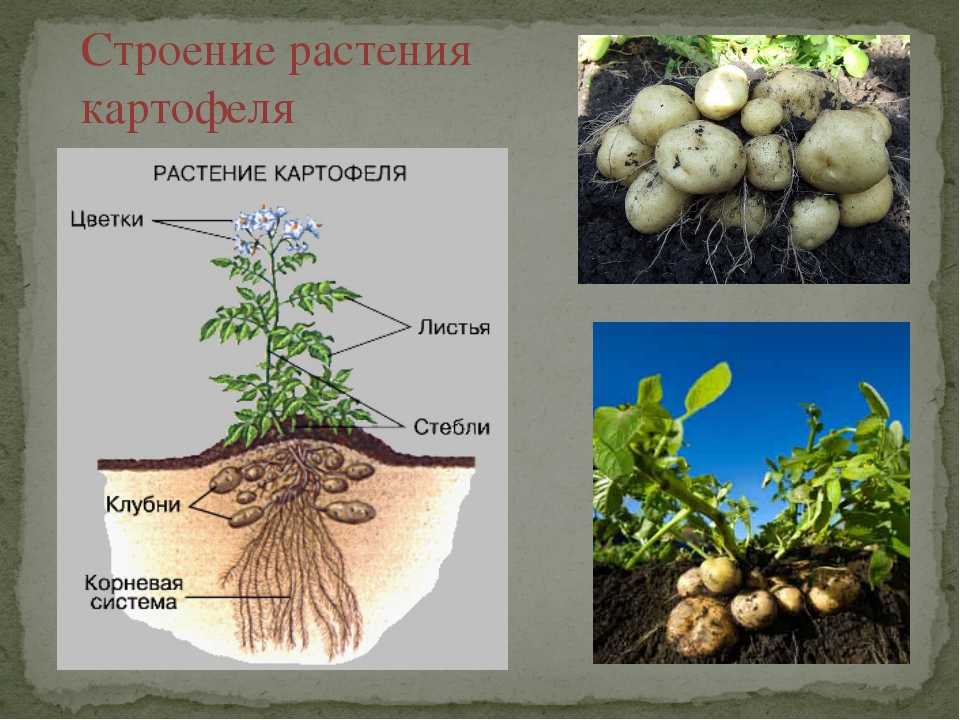 ✅ клубень картофеля: описание растения, картофельные стебли и листья - сад62.рф
