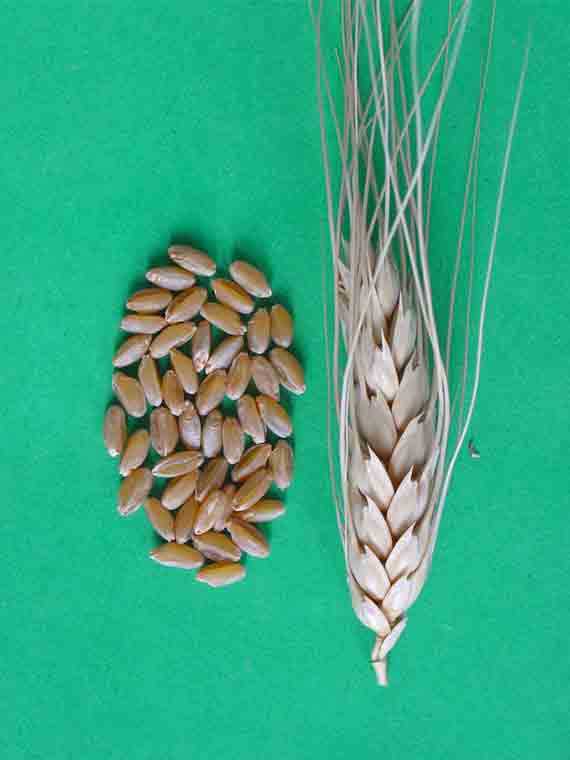 Твердая пшеница (Дурум): что это такое, чем отличается от мягких сортов, как выращивается и в каких сферах её используют
