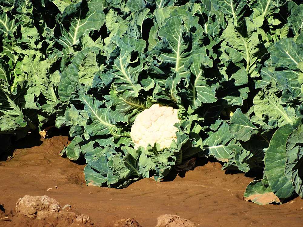 Капуста брокколи: выращивание и уход в открытом грунте, фото, отзывы