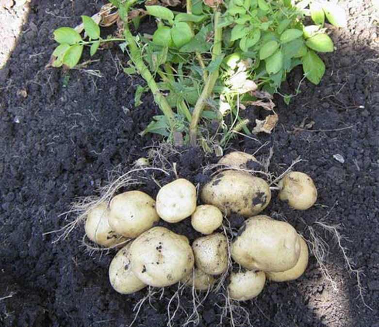 Как вырастить картошку с одного куста ведро: пошаговая инструкция по выращиванию, секреты, которые помогут собрать рекордный урожай | сортовед