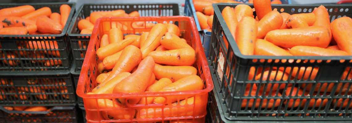 Как хранить морковь в холодильнике (свежей, вареной, со свеклой, не замораживая, на зиму и т.д.): как правильно, чтобы не вяла, не дрябла?