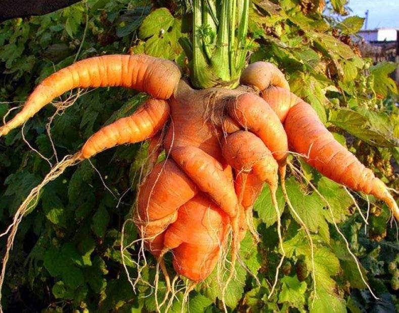 Почему морковь растет не гладкая. почему морковь рогатая, корявая