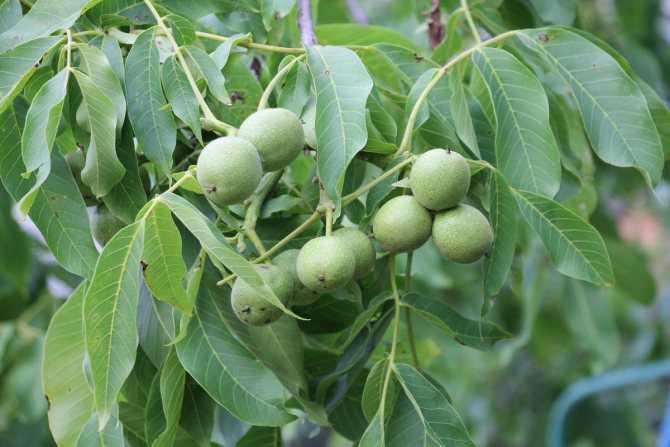 Как вырастить грецкий орех: выбор сорта, правила высадки семян и пересадки саженца, особенности ухода за деревом
