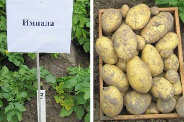 Картофель журавинка: описание сорта, фото, отзывы, особенности выращивания и уход :: syl.ru