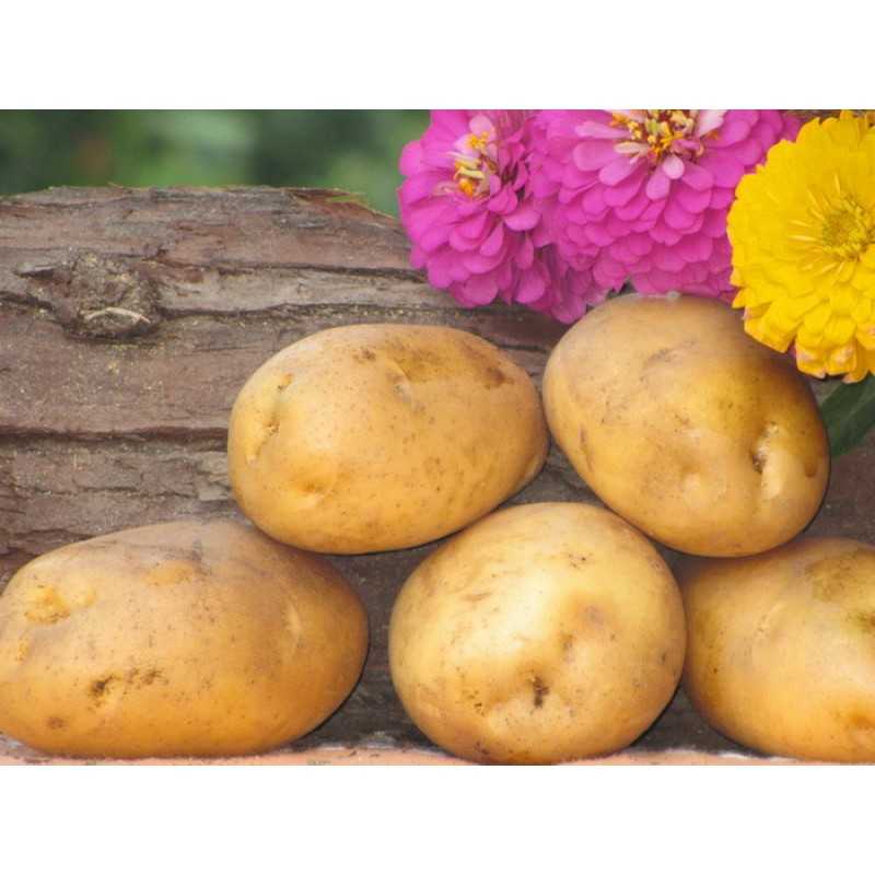 Перспективная новинка немецкой селекции — картофель бельмондо: описание сорта и отзывы