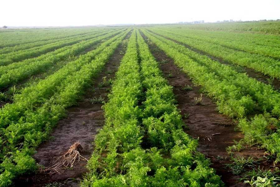 От чего зависит урожайность чеснока и как её повысить: советы опытных фермеров и нюансы выращивания