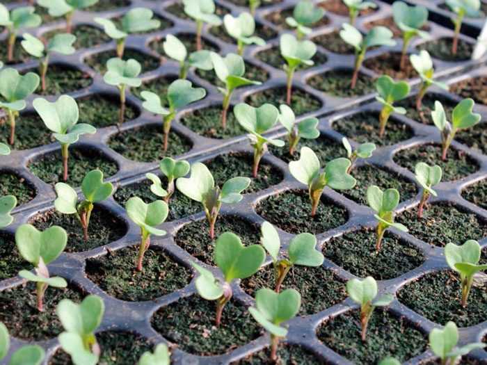 Выращивание брокколи в открытом грунте в подмосковье на даче: особенности рассадного и безрассадного способов
