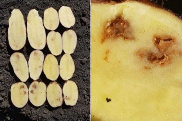 Все о болезнях картофеля и способах их лечения