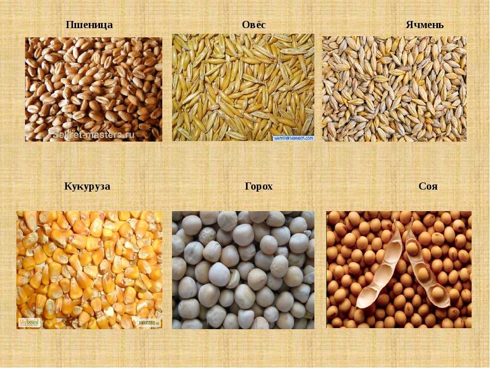 Об экспорте пшеницы