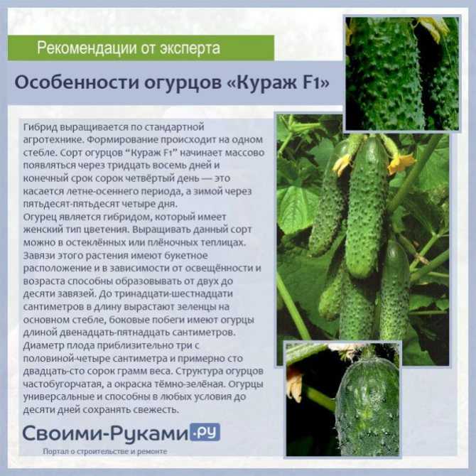 Огурцы сорта «гуннар f1»: описание с фото, технология выращивания и ухода
