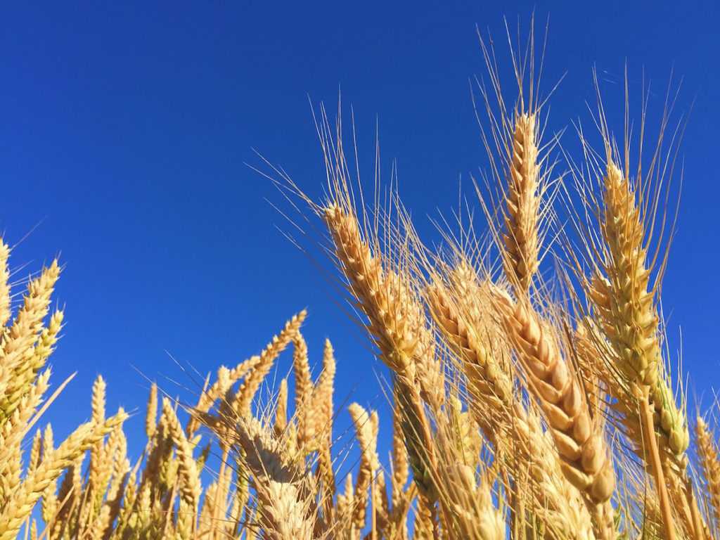 Пшеница - описание растения, виды пшеницы, зерно, свойства и польза