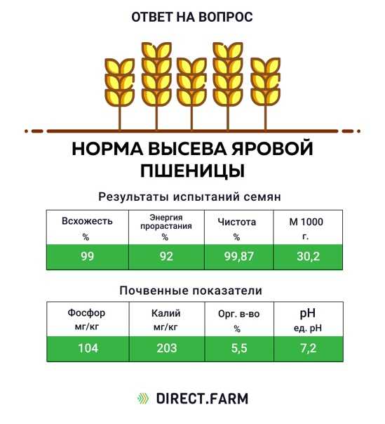 Описание и характеристика пшеницы ярового сорта гранни, нормы высева