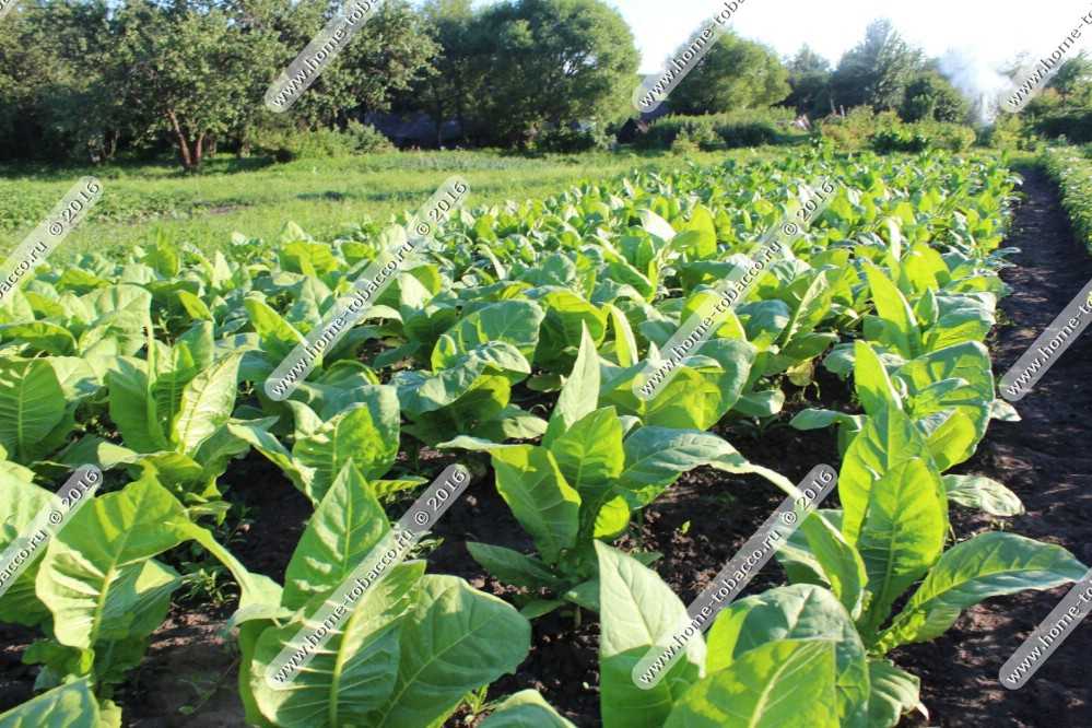 Выращивание табака: посадка, уход, борьба с вредителями. какой сорт подойдет для выращивания табака в домашних условиях?