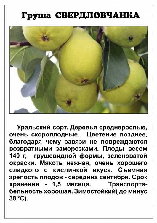 Груша елена: фото и описание сорта, плюсы и минусы