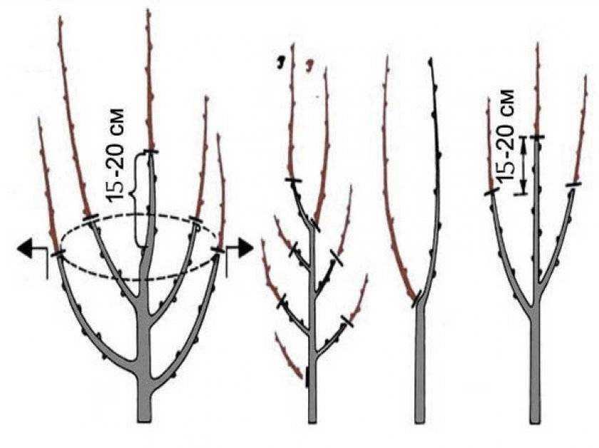 Обрезка плодовых деревьев — как и когда это делать, схемы с фото для начинающих, весной, осенью, инструкция обрезки своими руками