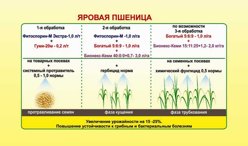 Подкормка озимой и яровой пшеницы: осенняя и весенняя, нормы внесения сложных удобрений, использование диаммофоски и сульфата аммония, нужен ли азот