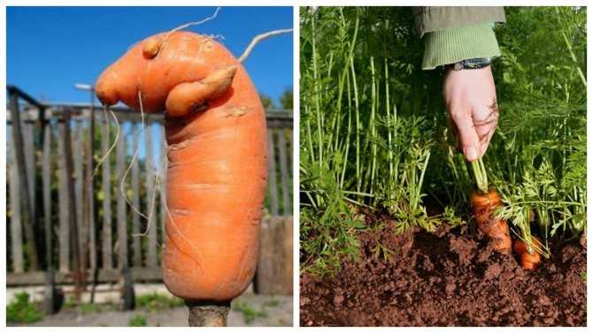 Почему морковь вырастает рогатая и корявая? | садоёж