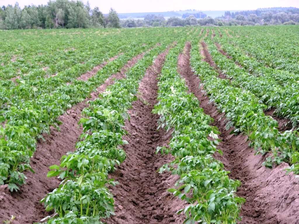 Как вырастить хороший урожай картофеля: особенности посадки и агротехники, различные технологии выращивания