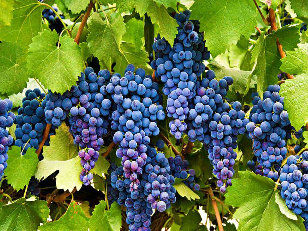 Сорт винограда Саперави. Технический виноград. Атлас Северного винограда. Технические сорта винограда Грузии.