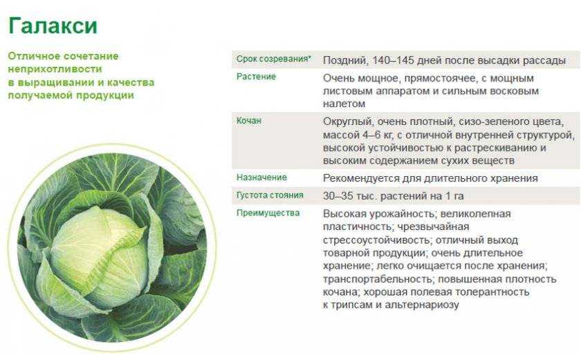 Описание сорта капусты леннокс f1