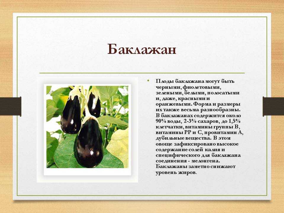 Баклажан относится к семейству. описание и характеристика плода
