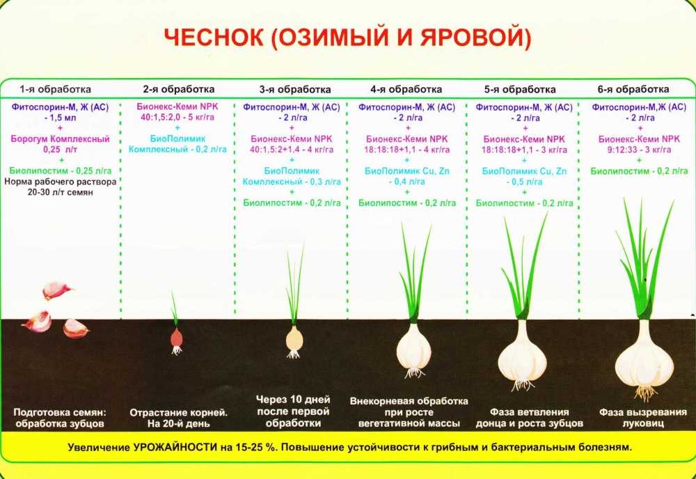 Выращивание чеснока в открытом грунте: посадка и уход за озимым (зимним) чесноком