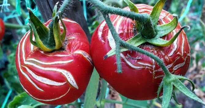 Почему трескаются и лопаются помидоры в теплице