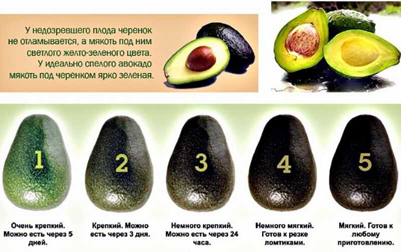 Как хранить авокадо: спелый и не созревший, целый и очищенный, в холодильнике и без него